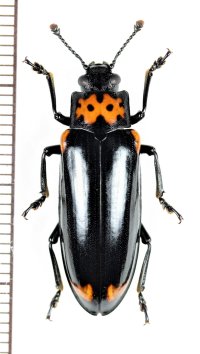 オオキノコムシ　♀　北海道