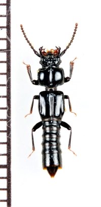 クロツヤツノツツハネカクシ　大分県