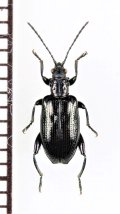 クロガネネクイハムシ　山梨県