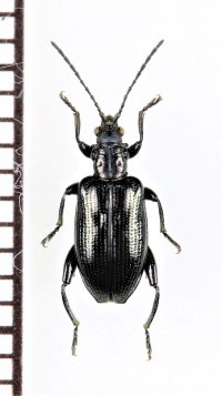 クロガネネクイハムシ　山梨県