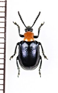クロバネクビボソハムシ　対馬
