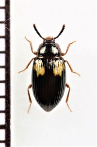 ホソモンツヤゴミムシダマシ　佐賀県