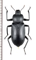 エグリユミアシゴミムシダマシ 　♀　沖縄本島