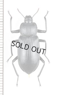 エグリユミアシゴミムシダマシ 　♀　沖縄本島