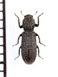 ホンドクビカクシゴミムシダマシ　名義タイプ亜種　長崎県