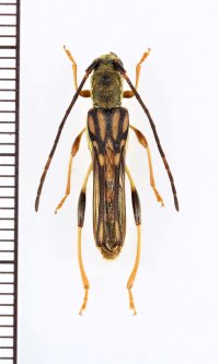 オキナワホソバネカミキリ　大型♂　 沖縄本島