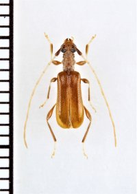 リュウキュウメダカアメイロカミキリ　♀　石垣島