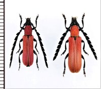 マツダクスベニカミキリ　ペア 　西表島