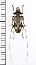 オキノエラブコブヒゲカミキリ　♀　沖永良部島