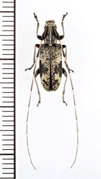 オキノエラブコブヒゲカミキリ　♀　沖永良部島