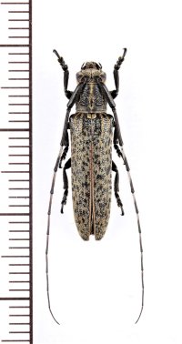 ヤエヤマカスリドウボソカミキリ　♂　西表島