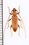 ハチジョウトビイロカミキリ　♀　八丈島