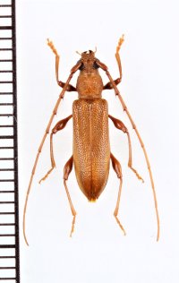 ハチジョウトビイロカミキリ　♀　八丈島