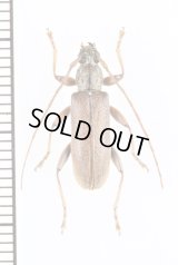 ニセフトガタヒメカミキリ　♀　宮古島