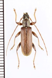 ニセフトガタヒメカミキリ　♀　宮古島