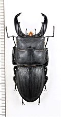 スジブトヒラタクワガタ　♂58.6mm　奄美大島
