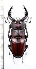 ヤクシマノコギリクワガタ　♂57.5mm　 屋久島