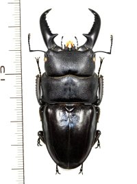 タカラヒラタクワガタ　大型♂67.5mm　宝島