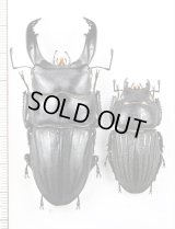 スジブトヒラタクワガタ　特大ペア　♂67.3mm♀41.1mm  徳之島