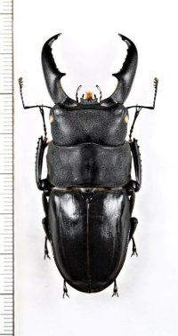 オキノエラブヒラタクワガタ　大型♂64.3mm　沖永良部島