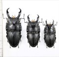 スジブトヒラタクワガタ　3♂♂　奄美大島