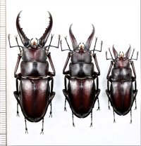 ミシマイオウノコギリクワガタ　3♂♂　硫黄島