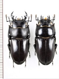 オキナワコクワガタ　大型ペア　♂32mm♀30.2mm  沖縄本島