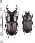 アマミネブトクワガタ　大型ペア　♂27mm♀19.7mm　奄美大島