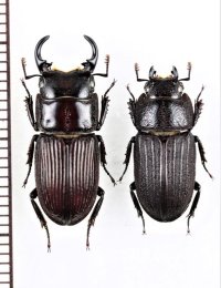 アマミネブトクワガタ　中型ペア♂19.7mm♀16.2mm　徳之島