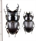 ヨナグニネブトクワガタ　大型ペア　♂27.5mm♀19mm　与那国島