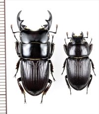 ヨナグニネブトクワガタ　大型ペア　♂27.5mm♀19mm　与那国島