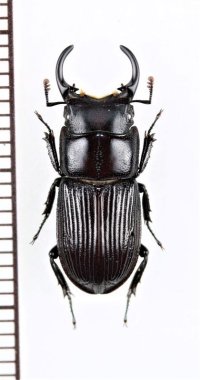 ナカノシマネブトクワガタ　♂18mm　中之島