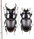 ヨナグニネブトクワガタ　ペア　♂21.7mm♀18mm　与那国島