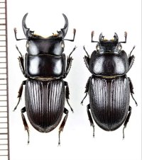 ヨナグニネブトクワガタ　ペア　♂21.7mm♀18mm　与那国島