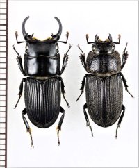 トカラネブトクワガタ　大型ペア　♂22.5mm♀17.2mm　悪石島
