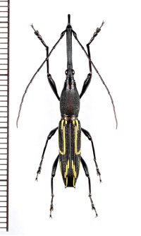 ミツギリゾウムシの一種　Nemorhinus myrmecophaga   ペルー