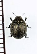 キヌゲマルトゲムシ　北海道