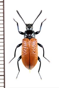ゴミムシダマシの一種　Tenebrionidae species　ペルー