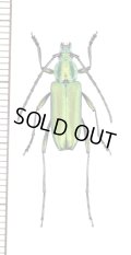 ホソヒゲミドリカミキリの一種　Chrysoprasis sp.　♀　ペルー