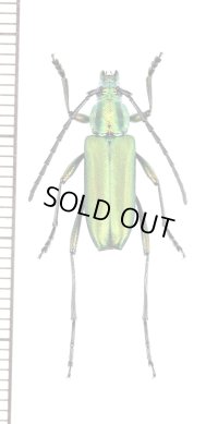 ホソヒゲミドリカミキリの一種　Chrysoprasis sp.　♀　ペルー