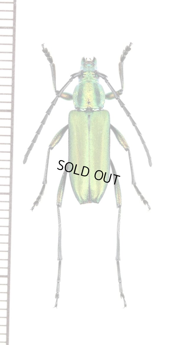 画像1: ホソヒゲミドリカミキリの一種　Chrysoprasis sp.　♀　ペルー
