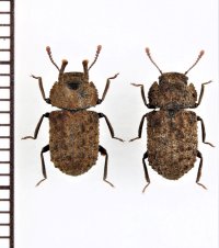 コブスジツノゴミムシダマシ　ペア　佐渡島