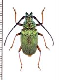 ルリヒゲノコギリカミキリの一種　Hileolaspis sp.　♀　ペルー