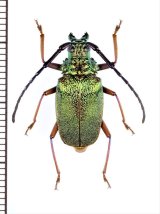 ルリヒゲノコギリカミキリの一種　Hileolaspis sp.　♀　ペルー