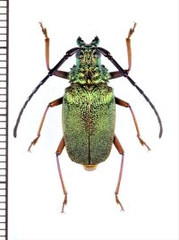 ルリヒゲノコギリカミキリの一種　Hileolaspis sp.　♀　ペルー
