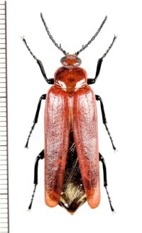 ゲンセイの一種 　Horia sp.　♀　 ベトナム中部