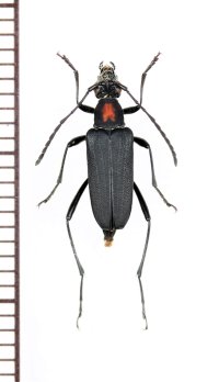 カサハラツヤケシハナカミキリ　♀　奄美大島
