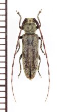 キンケチャイロカミキリ　♀　徳之島