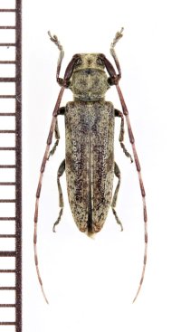 キンケチャイロカミキリ　♀　徳之島