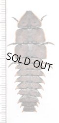 三葉虫型ベニボタルの一種　♀　Platerodrilus sp. フィリピン(ミンダナオ島)
